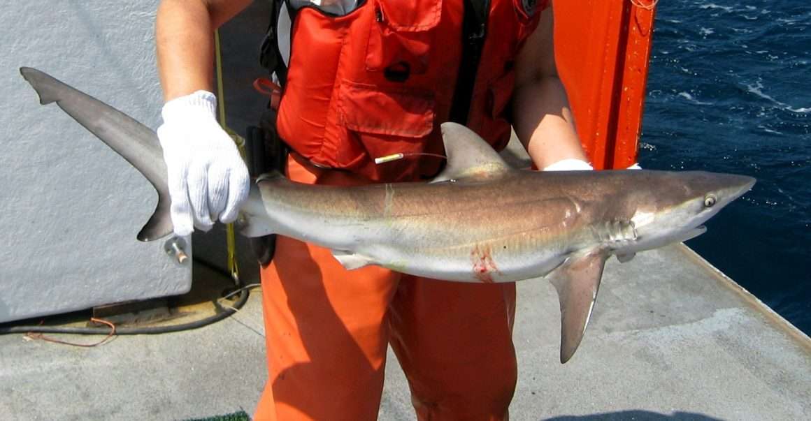 Lo squalo bruno - Carcharhinus obscurus
