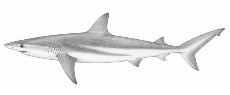 Lo squalo bruno – Carcharhinus obscurus