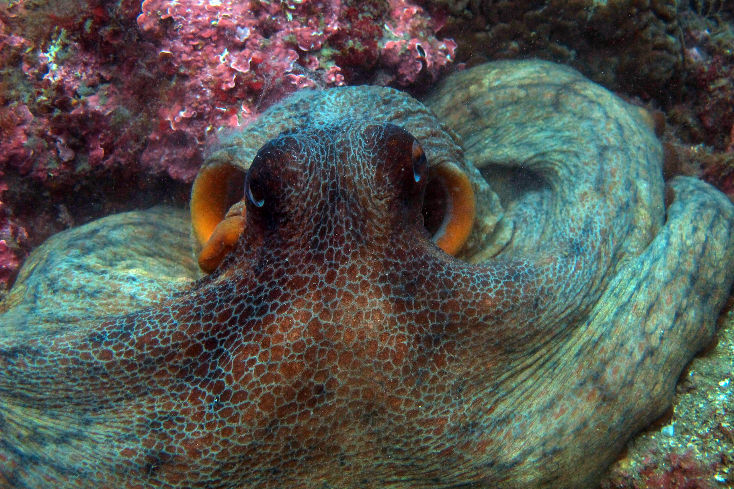 Polpo comune solitario sul fondale del Mediterraneo