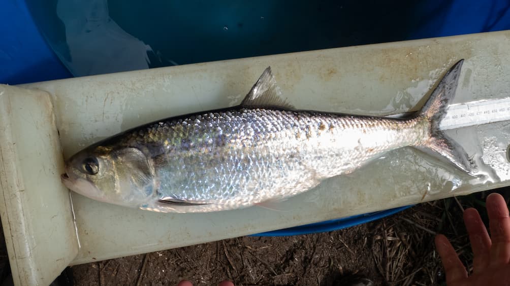 L'alosa o cheppia - Alosa fallax | Il Giornale dei Marinai
