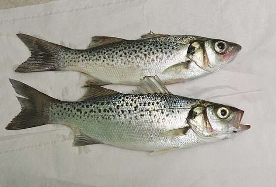 La Spigola Maculata Dicentrarchus Punctatus