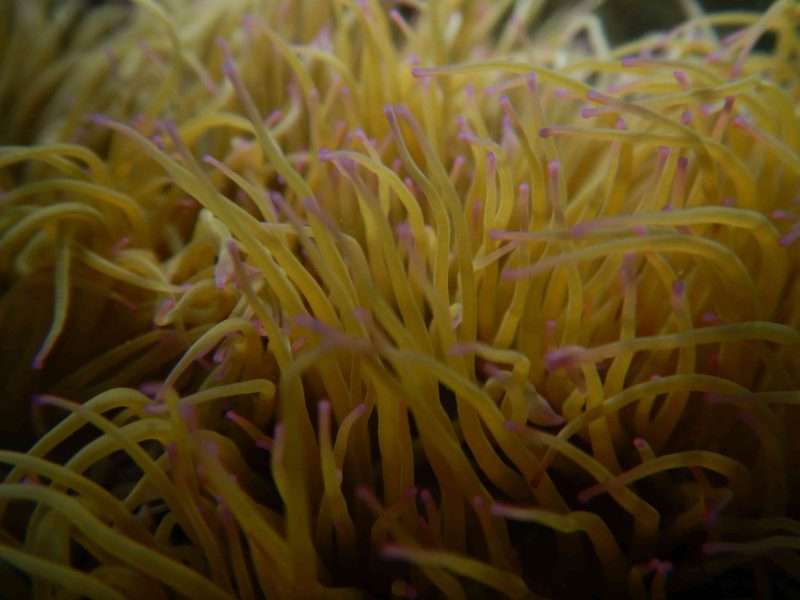 Gli Anemoni di Mare si Possono Mangiare?