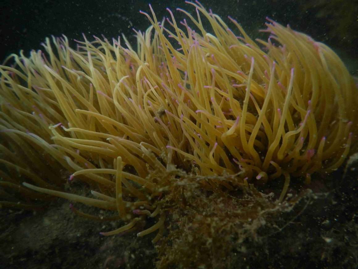 Anemone di mare - Anemonia sulcata