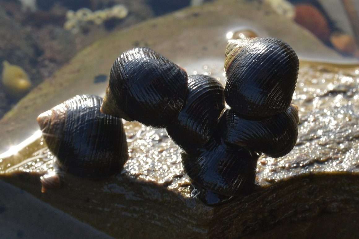 La littorina comune Littorina littorea