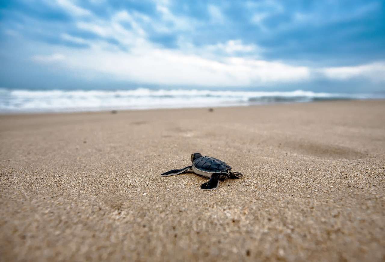 Piccola tartaruga marina verso il mare
