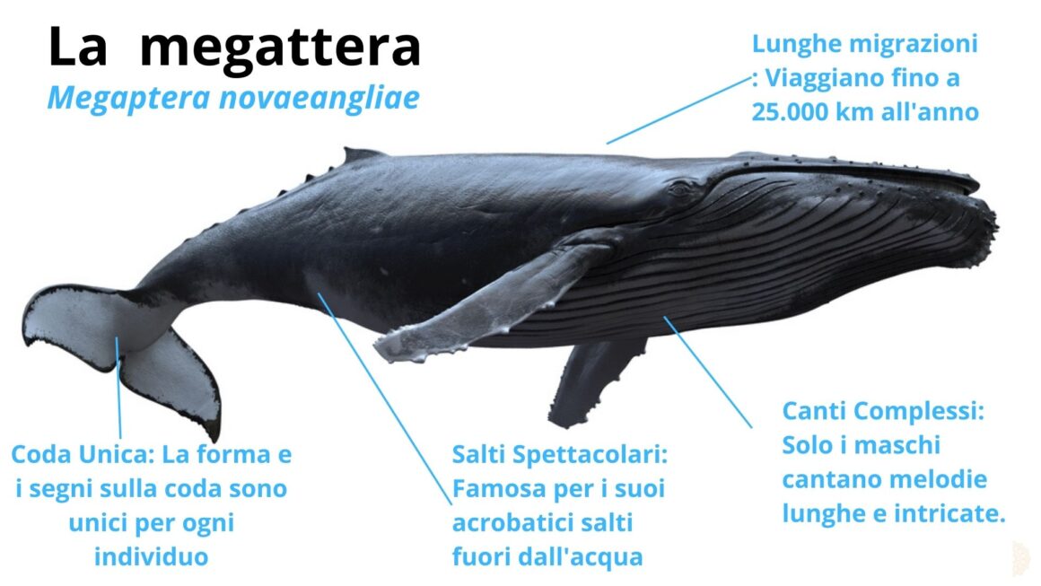 Peluche Balena Megattera Grigia 26 Cm – Tessuto Morbido, Animali Marini