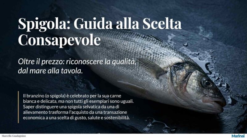 Come riconoscere una spigola selvatica da una di allevamento