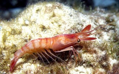 Gamberone rosso - Aristaeomorpha foliacea