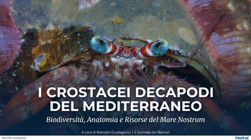 Crostacei decapodi del Mediterraneo