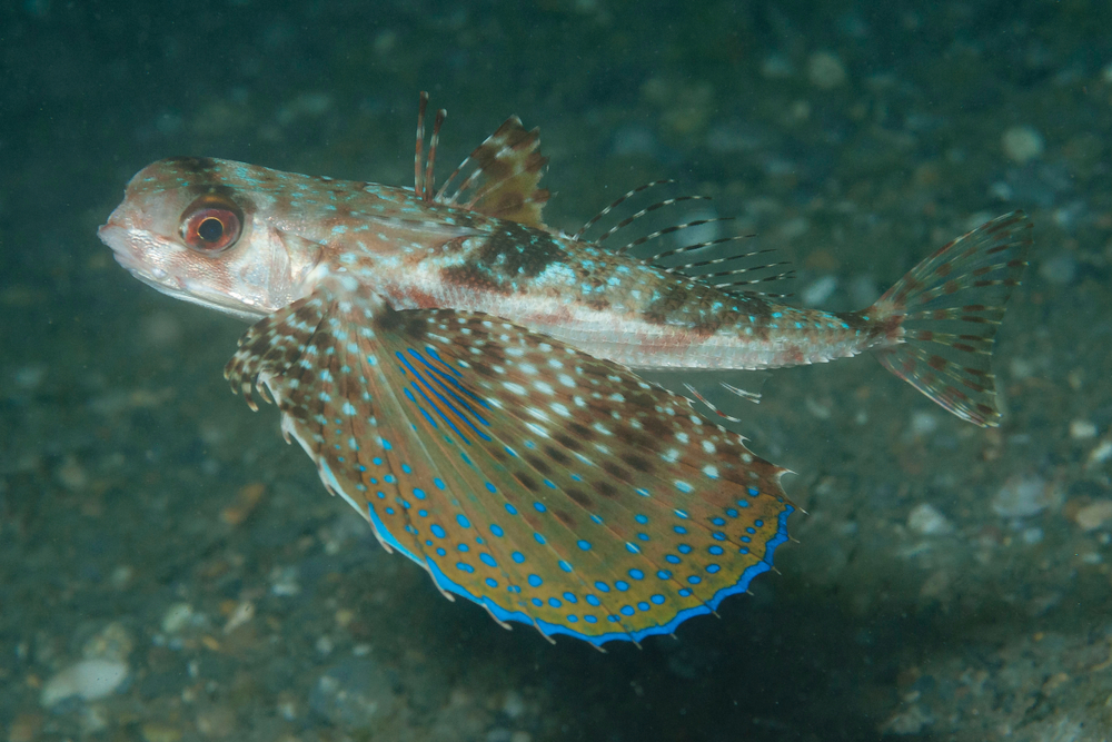 Pesce Civetta - Dactylopterus volitans