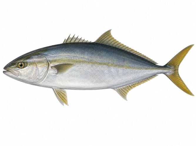 La ricciola oceanica – Seriola rivoliana