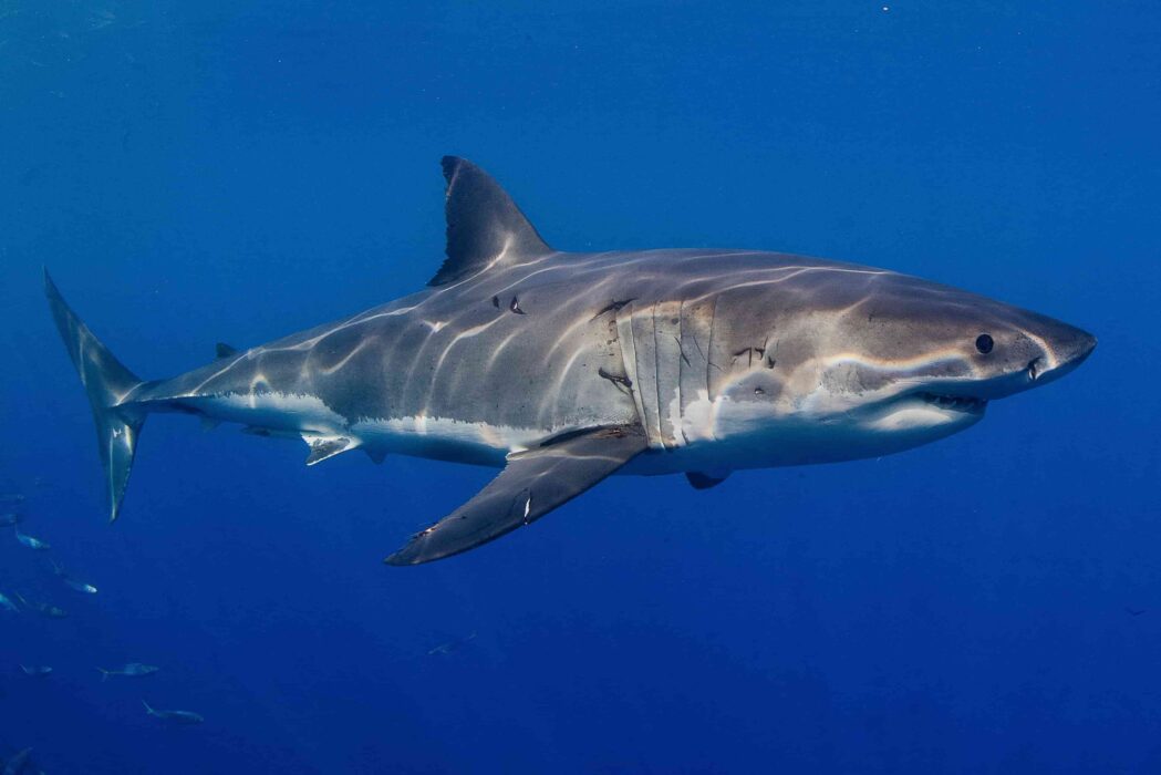 Squalo bianco (Carcharodon carcharias) in acque aperte — visione laterale completa