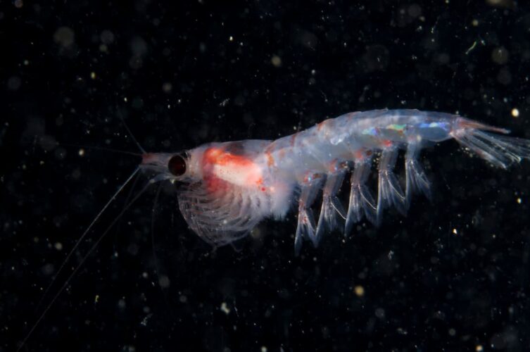 Il Krill: Fondamento dell’Ecosistema Marino