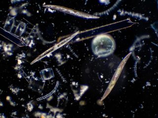Il plancton: il vagabondo dei mari