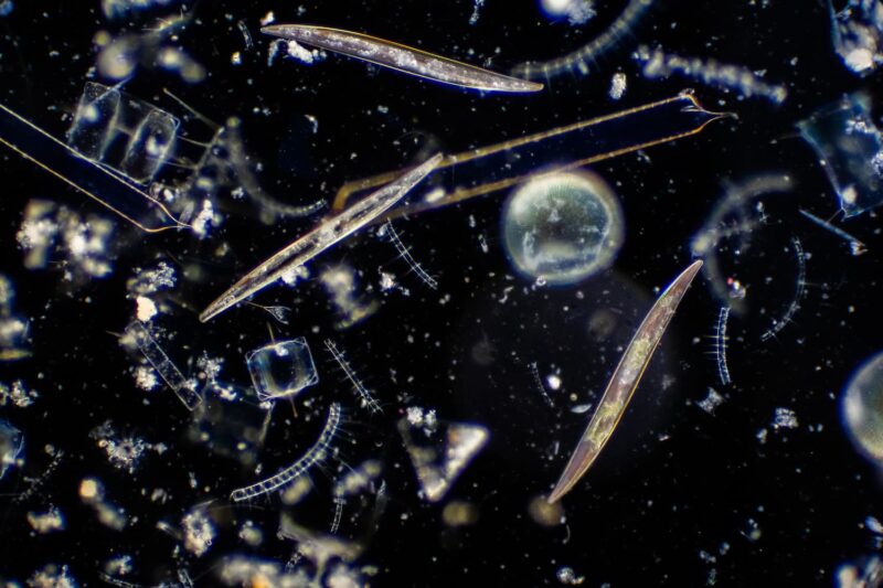 Il plancton: il vagabondo dei mari