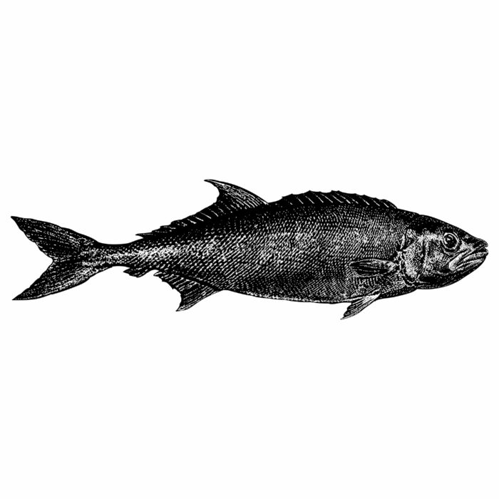 Ruvetto (Ruvettus pretiosus), pesce di profondità dalla pelle ruvida