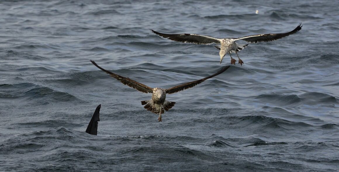 Pinna dorsale di squalo bianco in superficie nel Mediterraneo