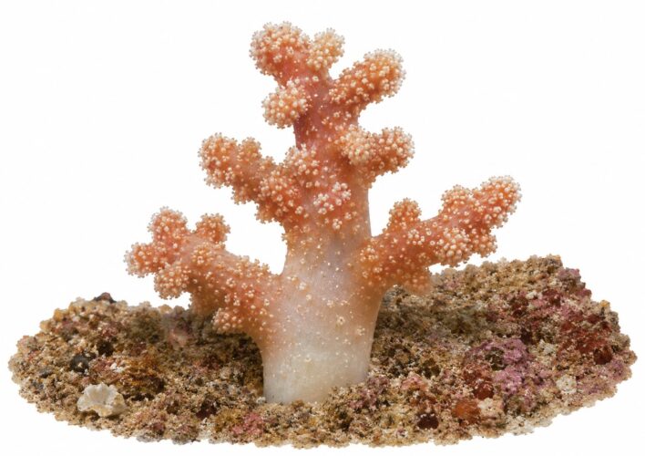 Mano di Morto – Alcyonium palmatum