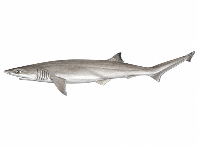 Squalo manzo – Heptranchias perlo