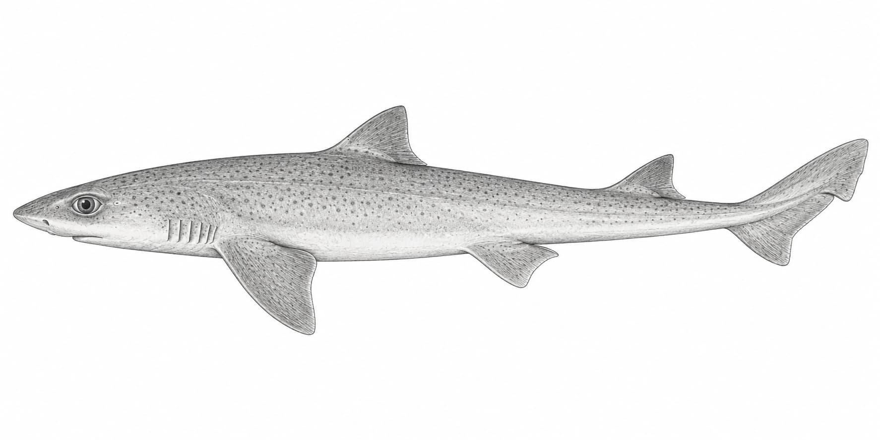 Palombo, Mustelus mustelus