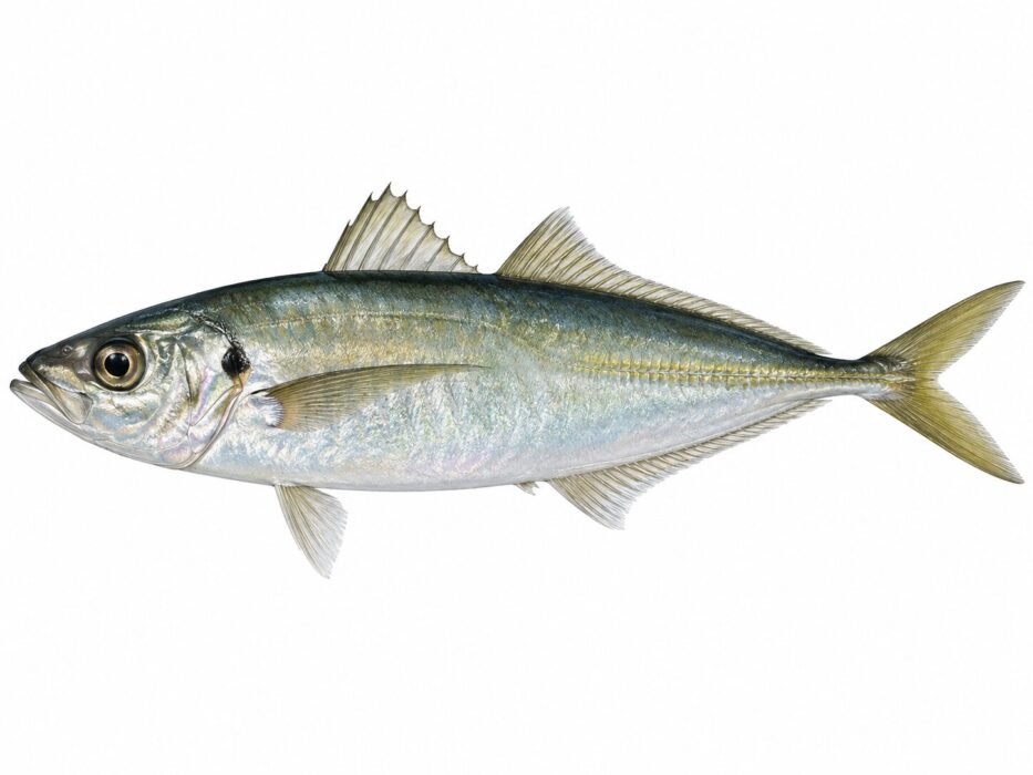 Sugarello o Suro maggiore – Trachurus mediterraneus