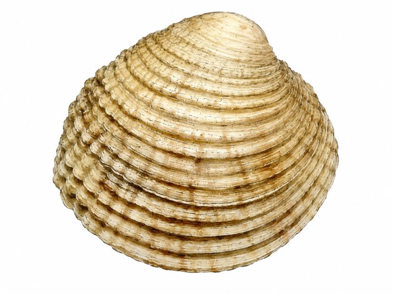 Il tartufo di mare – Venus verrucosa