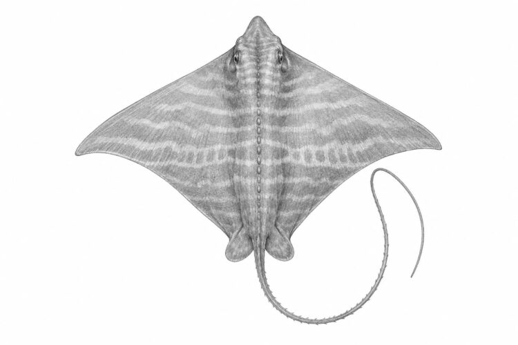 La vaccarella – Aetomylaeus bovinus