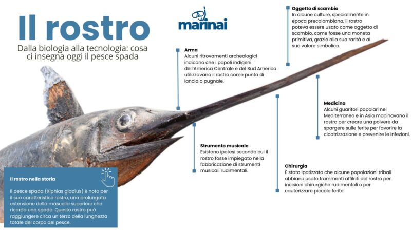 Il Rostro del Pesce Spada: Tra Scienza, Storia e Leggenda
