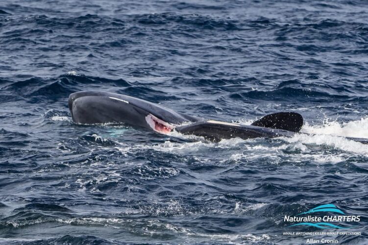 60 orche attaccano e uccidono una balenottera azzurra pigmea in Australia