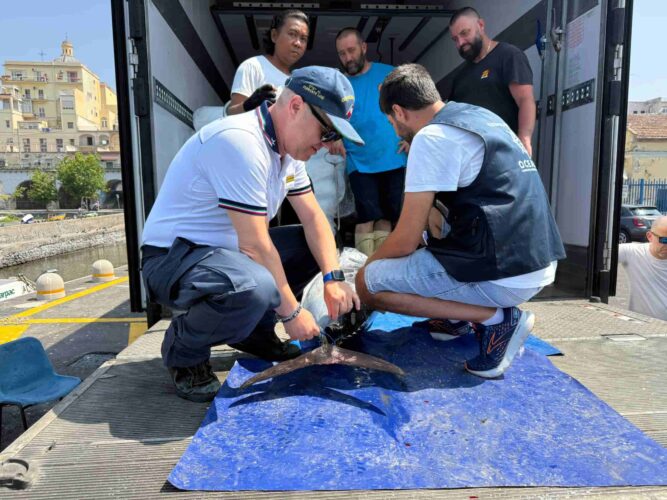 Tonno rosso: Oceanis in prima linea a Torre Annunaziata per monitorare lo sbarco di 167 esemplari pescati