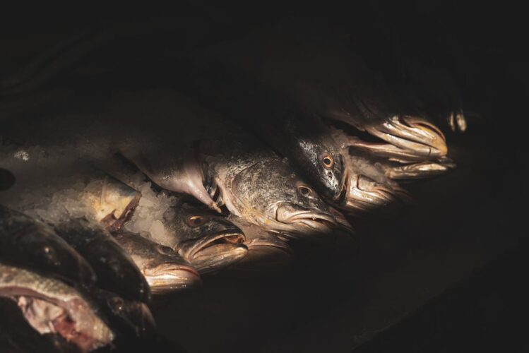 Il lato oscuro del pesce: miti da sfatare e verità da digerire