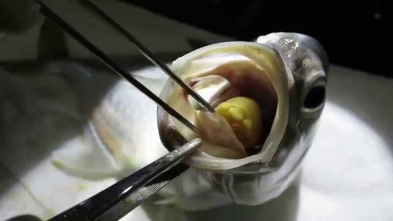 Cymothoa indica e gli isopodi mangialingua: i parassiti segreti dei pesci