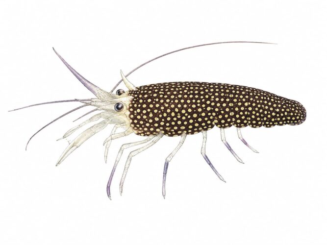 Il gambero vinaio – Gnathophyllum elegans