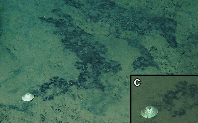 Nuova specie di mollusco scoperta negli abissi oceanici