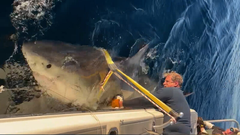Canada, riemerge Contender, lo squalo bianco da record