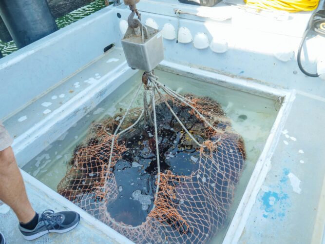 Allevamento dei ricci di mare nel Mediterraneo: tecniche, fasi e sostenibilità del progetto FAO