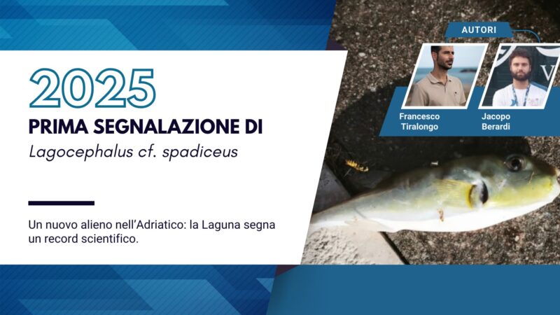 Lagocephalus cf. spadiceus: prima segnalazione per la Laguna di Venezia