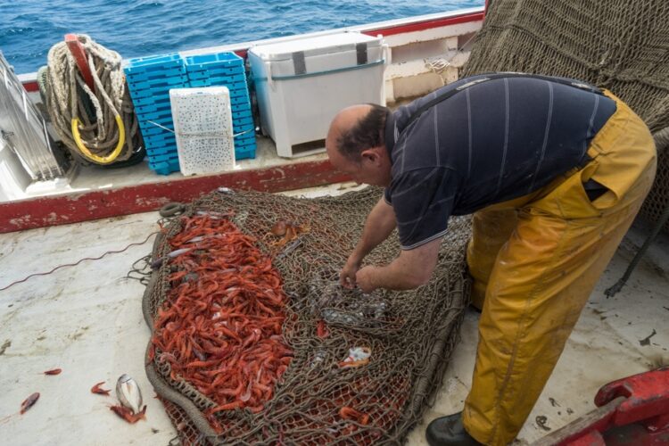 La guerra del gambero rosso