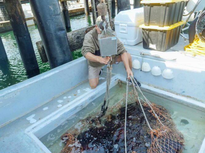 Dalle reti vuote alla prosperità: la svolta della pesca USA