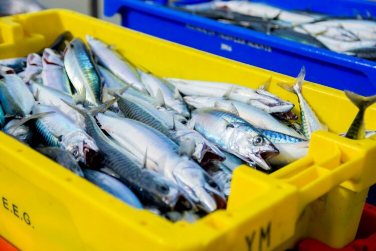 Lo sgombro europeo in crisi: un segnale d’allarme