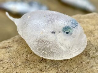 Non è un giocattolo: è un pesce di profondità (Chaunax) trascinato a riva dalle correnti
