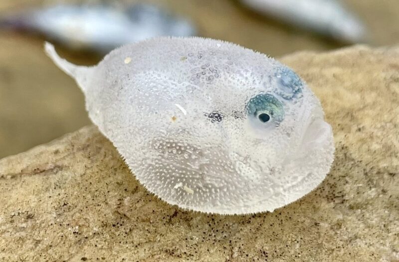 Non è un giocattolo: è un pesce di profondità (Chaunax) trascinato a riva dalle correnti