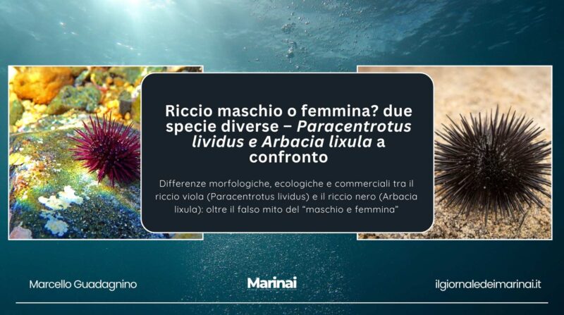 Ricci di mare: la verità che nessuno ti ha mai detto (non esistono maschi e femmine!)