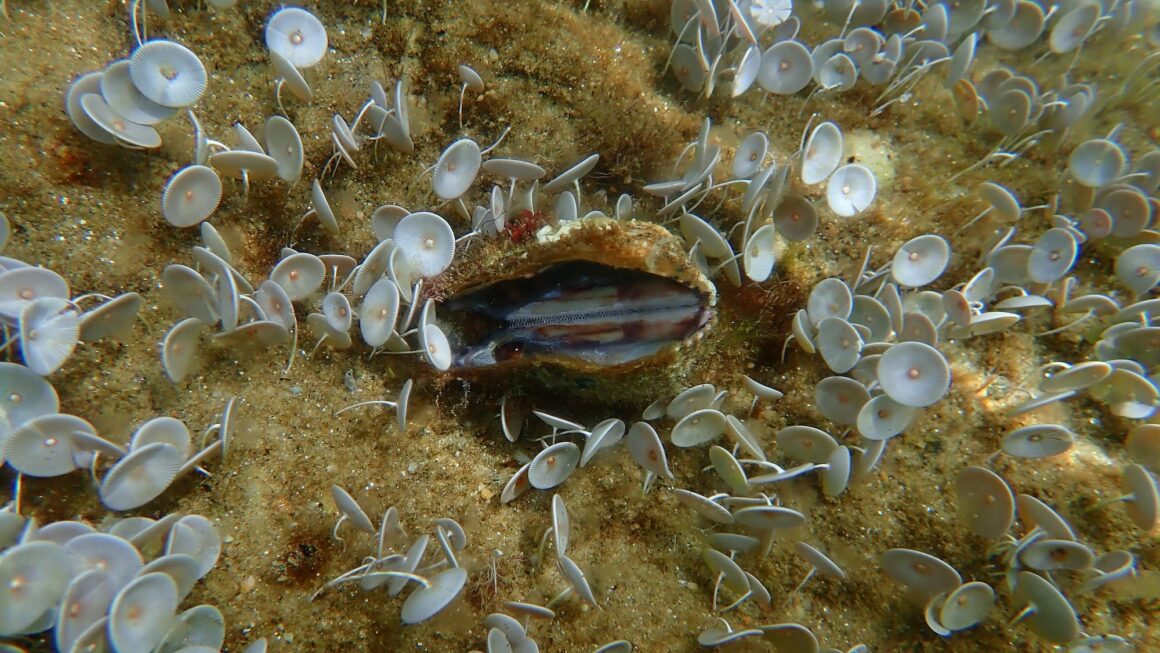 Arca noae: Alla scoperta del “Mussolo” del Mar Mediterraneo