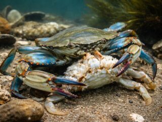 Il predatore del granchio blu é… il granchio blu