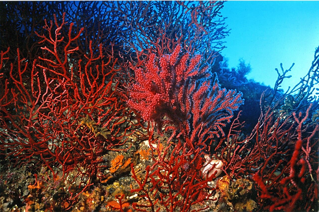 Paramuricea clavata con polipi estesi su parete circalitorale mediterranea
