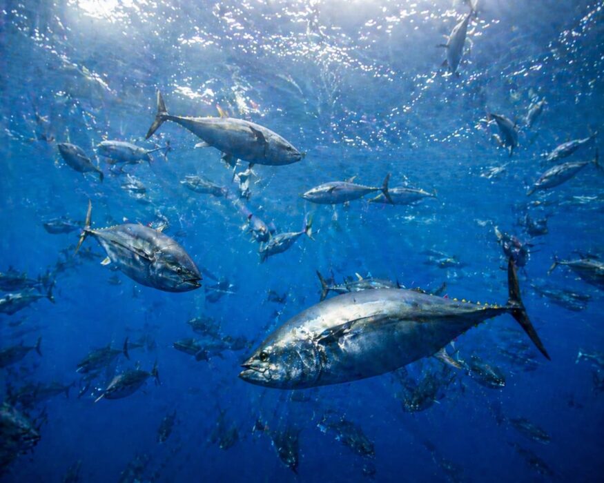 CAMPAGNA DI PESCA 2026 – TONNO ROSSO: IL RISPETTO DELLE REGOLE È ESSENZIALE