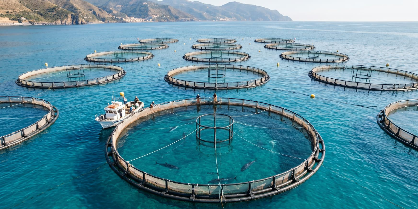 Tuna ranching — gabbie di ingrasso tonno rosso offshore nel Mediterraneo