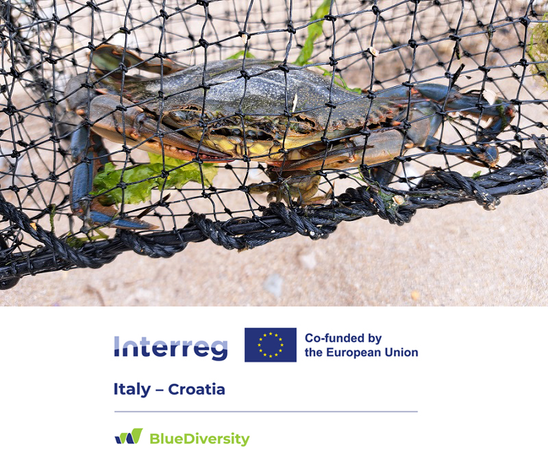 granchio blu progetto bluediversity disteba unisalento