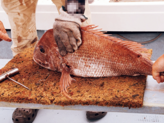 Il ruolo dell’ikejime nella qualità e conservazione del pescato